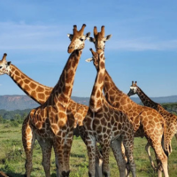 The Signature Journey: Kenya’s Heartland of Luxury