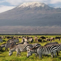 The East Africa Grand Safari: An Exclusive Cross-Border Epic